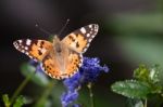 Close-up Of A Painted Lady (vanessa Cardui) Stock Photo