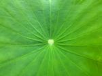 Closed Up Fresh Lotus Leaf Stock Photo