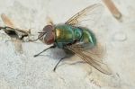 Green Fly On A Birch Log Stock Photo