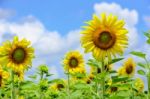 Sunflower Or Helianthus Annuus On Sky Background Stock Photo