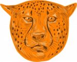 Cheetah Head Drawing Stock Photo