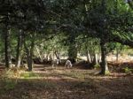 Sheep Wandering In The Ashdown Forest Stock Photo