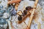 Ant Outside In The Garden Stock Photo