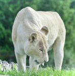 Beautiful Background With A White Lion Walking Stock Photo