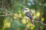 Kookaburra Gracefully Sitting In A Tree Stock Photo