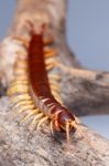 Centipede Stock Photo