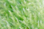 Background Small Green Leaves Stock Photo