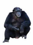 Chimpanzee Stock Photo