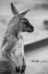 Kangaroo Outside During The Day Stock Photo