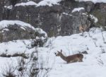 Deer In The Snow! Stock Photo