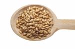 Wheat Seeds On Wooden Spoon Stock Photo