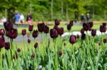 Beautiful Black Tulip Flowers In Keukenhof Garden Stock Photo