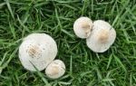 White Mushroom Stock Photo