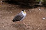 Fuengirola, Andalucia/spain - July 4 : Masked Lapwing (vanellus Stock Photo