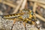 Giant Robber Fly (proctacanthus Rodecki) Stock Photo