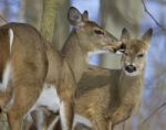 Funny Picture With A Pair Of The Cute Wild Deers Licking Each Other Stock Photo