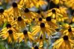 Black-eyed Susan Flowers In Hallstatt Austria Stock Photo