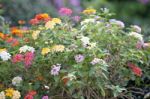 Colorful Of Lantana Flowers Stock Photo