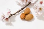 Almond Tree Branch And Almonds Stock Photo