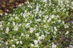 Pretty Little White Flower In The Garden Stock Photo