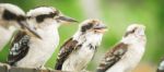 Kookaburras Gracefully Resting During The Day Stock Photo