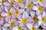 Frangipani Flowers Stock Photo