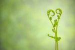 Shoots Of Ivy Align To Heart Sign Stock Photo