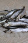 Fresh Capelin Stock Photo