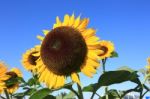 Beautiful Sunflower Stock Photo