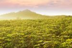 Cassava Field Stock Photo