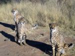 Cheetah In Namibia Stock Photo