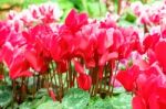 Red Cyclamen Flower In Garden Stock Photo