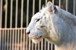 White Tiger Stock Photo