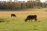 Cows Grazing In The Green Argentine Countryside Stock Photo