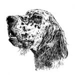 English Setter Stock Photo