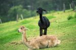 Alpacas In A Field Stock Photo