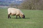 Sheep At Home On The South Downs In Sussex Stock Photo