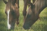 Horse In The Countryside Stock Photo