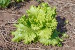 Lettuce Closeup Detail Stock Photo