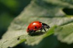 Ladybug On The Leaf Stock Photo