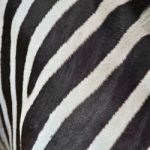 Common Zebra Skin Stock Photo