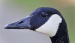 Beautiful Photo Of A Cute Canada Goose Stock Photo