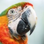 Close Up Of The Macaw Bird Stock Photo