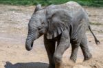 African Elephant (loxodonta) Stock Photo