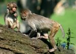 Rhesus Monkeys Stock Photo