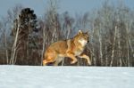 Coyote Running Stock Photo