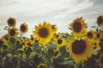 Sunflowers In A Field Stock Photo