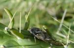 Cicada Stock Photo