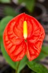 Red  And Yellow Flamingo Flower Stock Photo