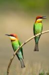 Chestnut-headed Bee-eater Stock Photo